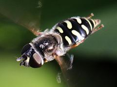 (Large-tailed Aphideater) female hovering