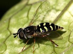 (Large-tailed Aphideater) female lateral