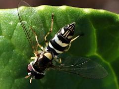 (Exotic Streaktail) dorsal