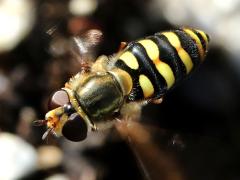 (Western Aphideater) female flying