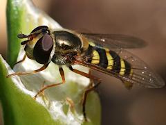 (Western Aphideater) female profile