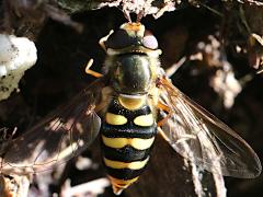 (Western Aphideater) female top