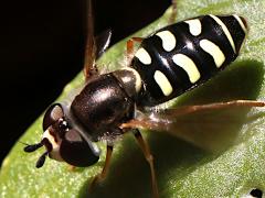 (Large-tailed Aphideater) female dorsal