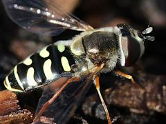 (Large-tailed Aphideater) female lateral