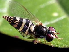 (Exotic Streaktail) female dorsal