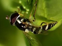 (Exotic Streaktail) female lateral