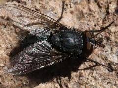 (Blue Blowfly) male dorsal