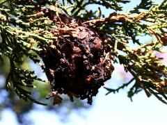 Cedar-Apple Rust gall on Eastern Red Cedar