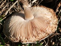 (White Dapperling) underside