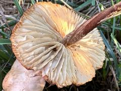 (Fairy Ring Marasmius) underside