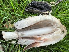 (Shaggy Mane) gills