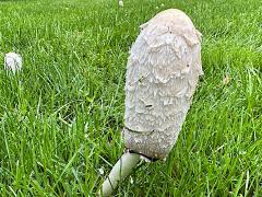 (Shaggy Mane) scales