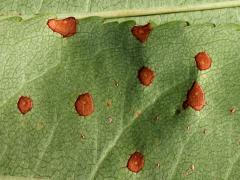 Cherry Leaf Spot underside on Black Cherry