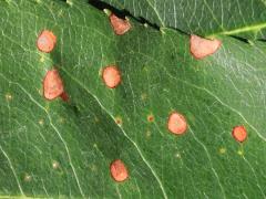 Cherry Leaf Spot upperside on Black Cherry