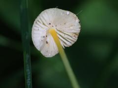 (Walnut Mycena) underside