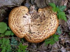 (Dryad's Saddle) log