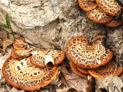 (Dryad's Saddle) trunk