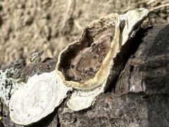 (Little Nest Polypore) side