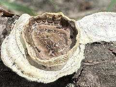 (Little Nest Polypore) top