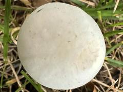 (Field Mushroom) upperside