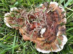 (Ganoderma Bracket) upperside