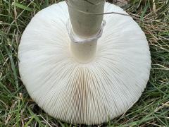 (White Dapperling) underside