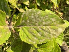 Monarda Powdery Mildew on Wild Bergamot