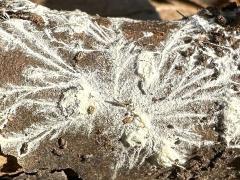 (Basidiomycete Fungus) mycelium