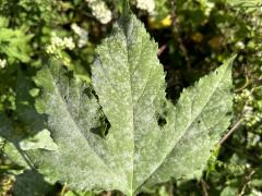 Ambrosiae Powdery Mildew on Giant Ragweed