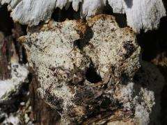 (Laetiporus Shelf Fungus) underside