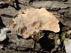 (Fasciatum Shelf Fungus) underside