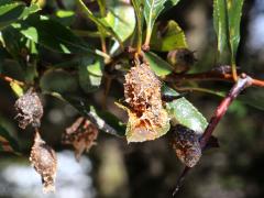 Cedar-Quince Rust tubes on Cockspur Hawthorn