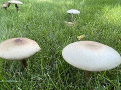 (Field Mushroom) upperside