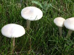 (Agrocybe Gilled Mushroom) upperside