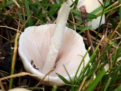 (Pale Brittlestem) underside