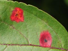 Cedar-Quince Rust upperside spots on Crab Apple