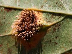 Cedar-Hawthorn Rust underside aecia on Prairie Crabapple