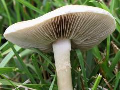 (Bearded Fieldcap) underside