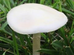 (Bearded Fieldcap) upperside