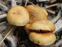 (Common Fieldcap) upperside