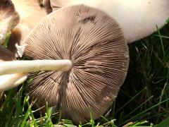 (Pale Brittlestem) underside