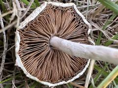 (Bearded Fieldcap) underside