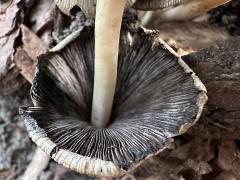 (Common Ink Cap) underside