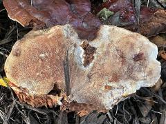 Lingzhi Bracket underside on Honey Locust