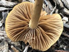 (Common Fieldcap) underside