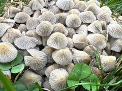 (Trooping Crumble Cap) upperside