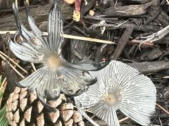 (Hare's Foot Inkcap) upperside