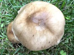 (Deer Mushroom) upperside