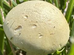 (Bearded Fieldcap) upperside