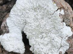 (Lecanoraceae Rim Lichen) on rocks